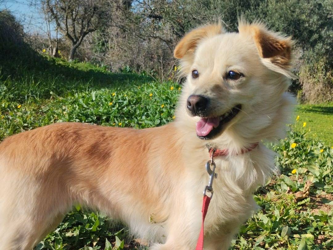 Adozione cane, femmina, Razza sconosciuta Razza sconosciuta, 2 anni e 5 mesi, taglia piccola, Vibo
