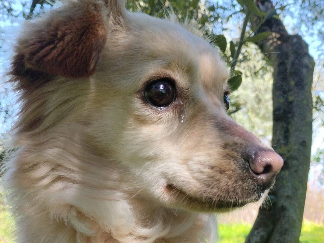 Adotta un cane, taglia piccola, femmina, Vibo