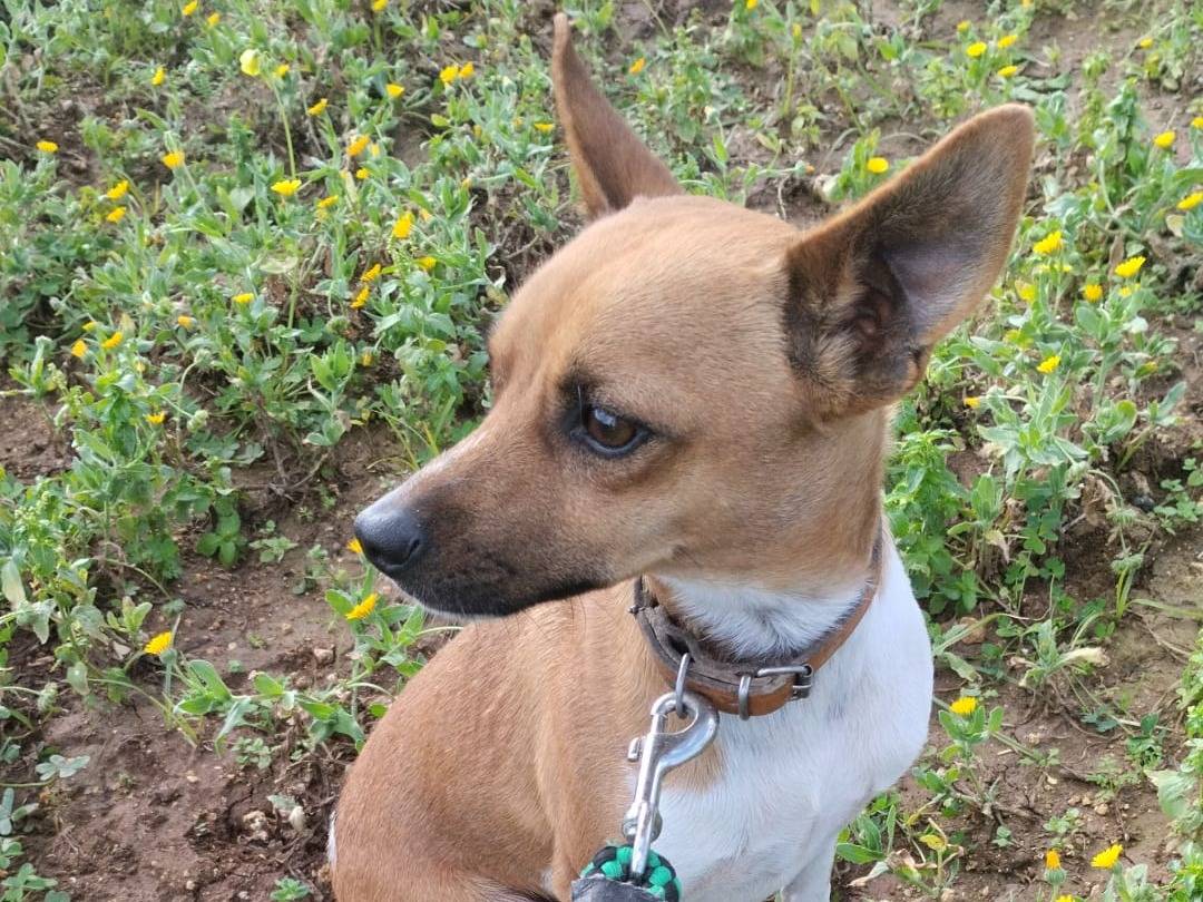 Vuoi adottare un cane a Vibo?