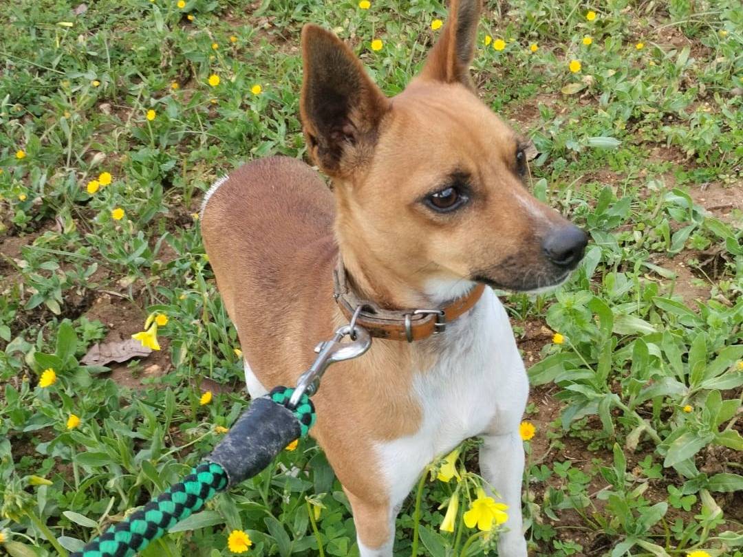 Adotta il cane JACK a Vibo