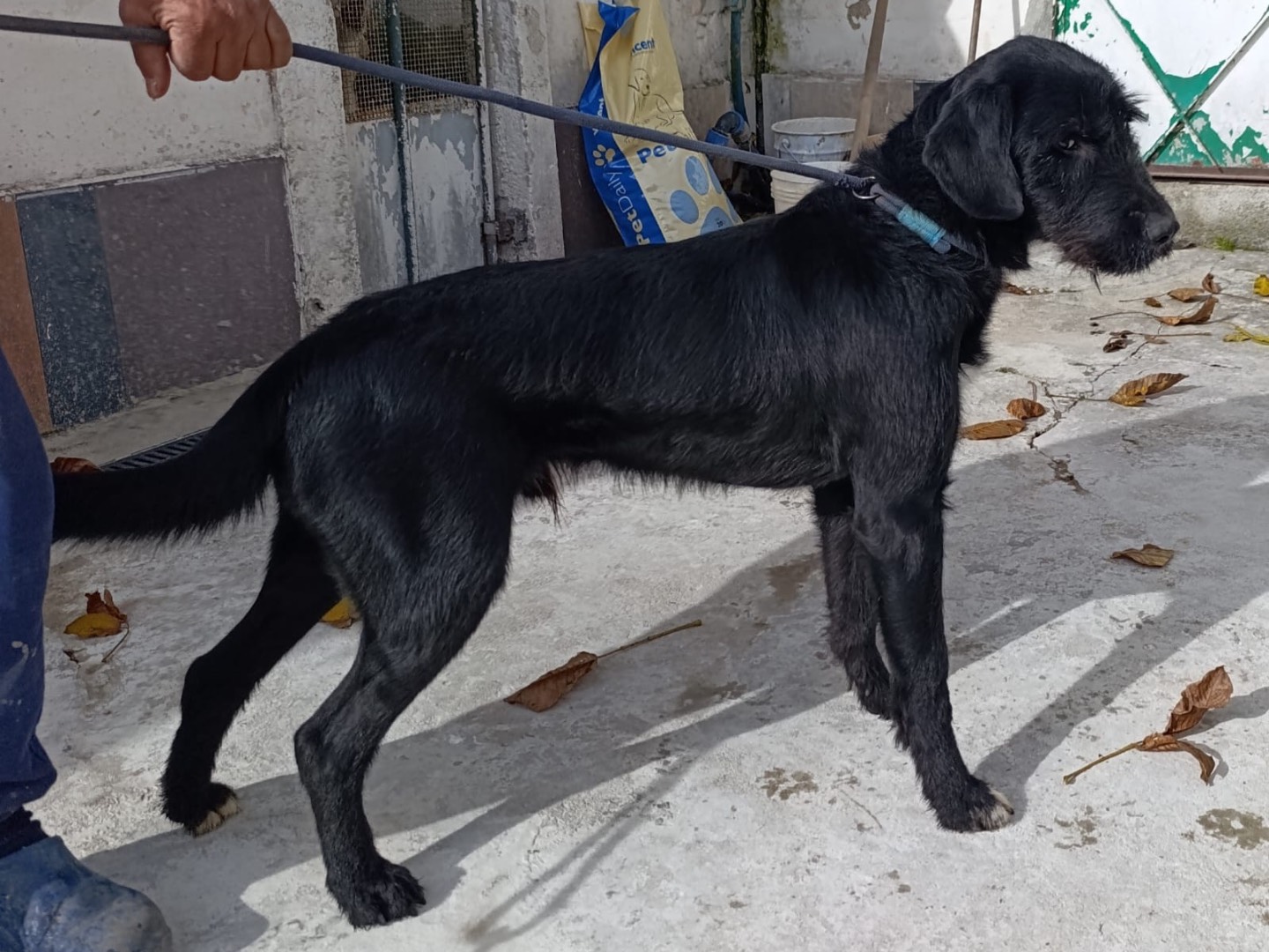 Adotta un cane, taglia grande, maschio, Bolzano