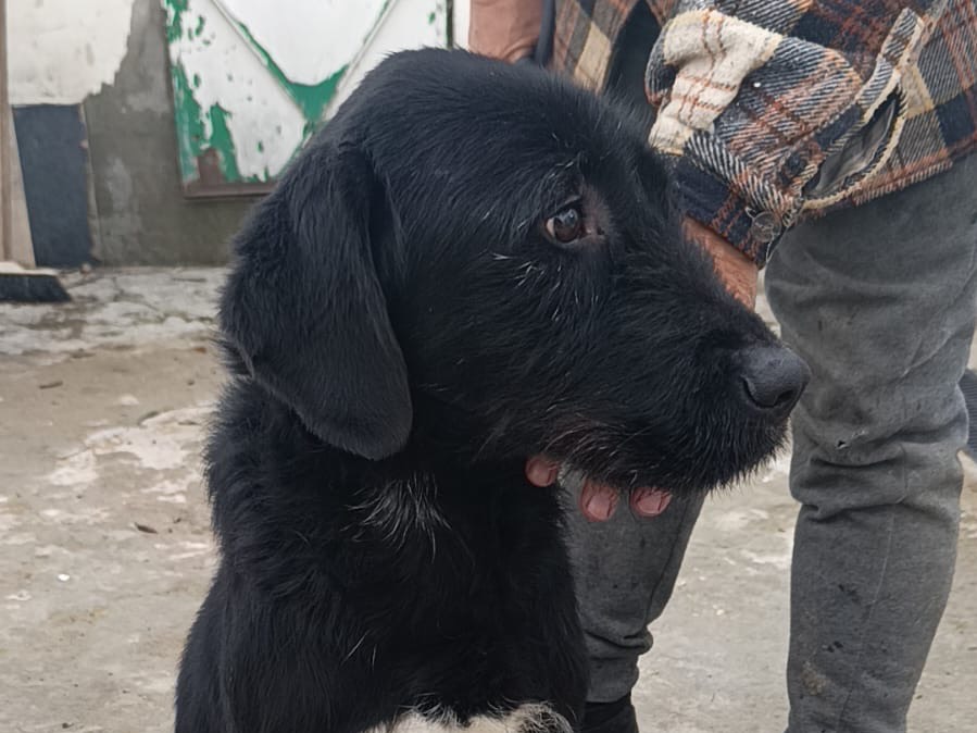 Vuoi adottare un cane a Bolzano?