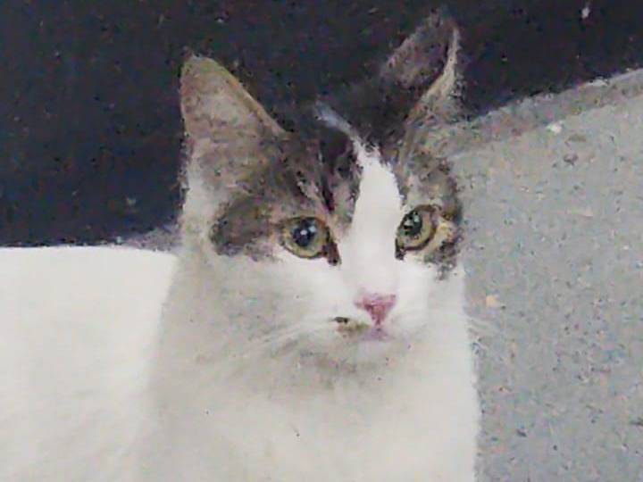 Adotta un gatto, taglia non valida, femmina, Roma