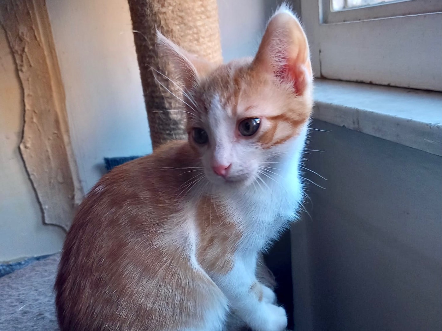 Adotta un gatto, maschio, 2 mesi, Latina