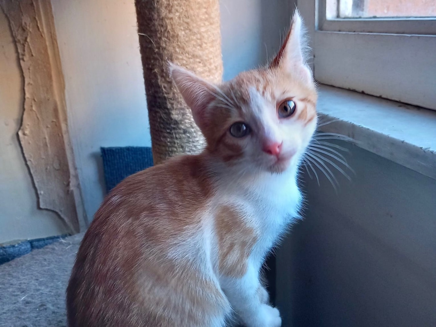 Adotta il gatto Lino  a Latina