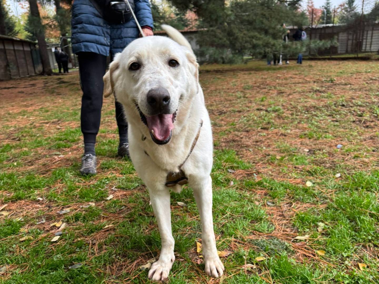 Adotta il cane EASY a Milano