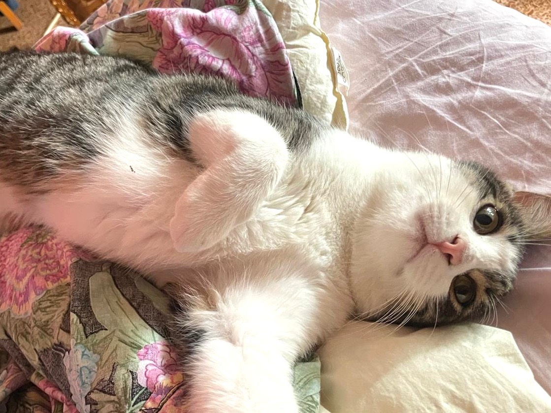 Adotta un gatto, taglia non valida, maschio, Milano