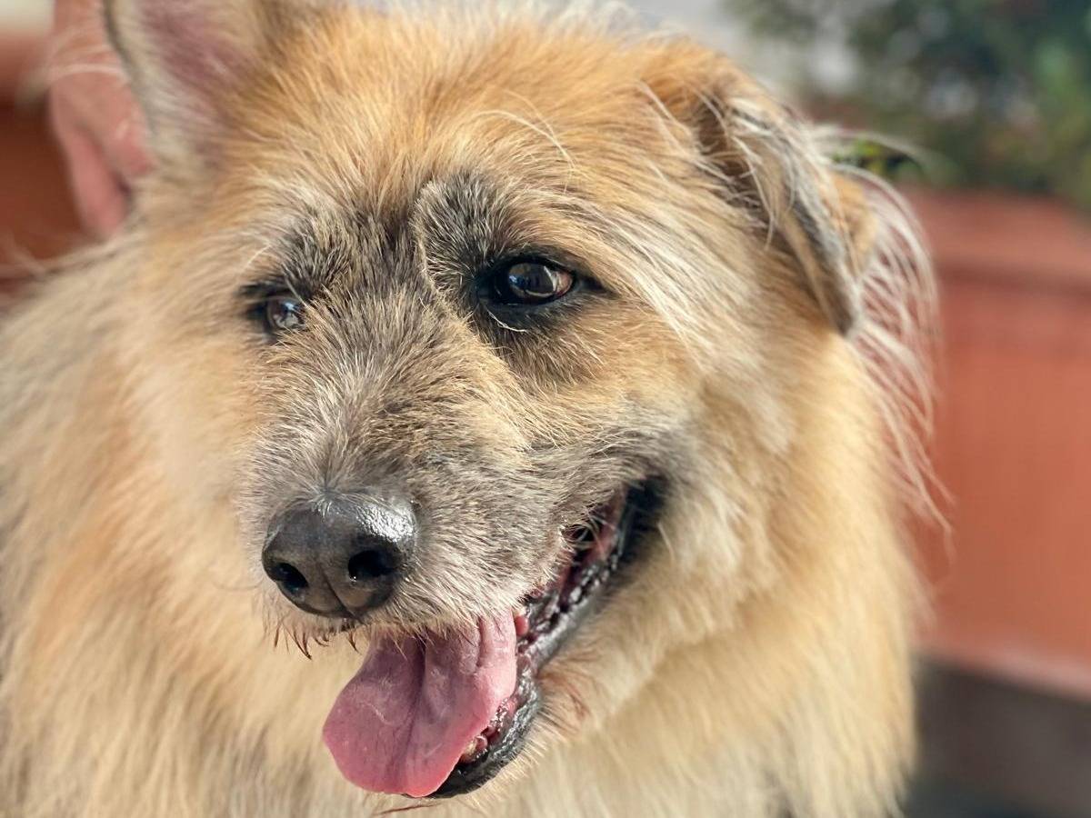 Adozione cane, maschio, Razza sconosciuta Razza sconosciuta, 8 anni e 2 mesi, taglia media, Milano
