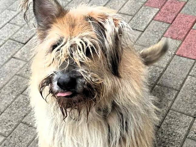 Adotta un cane, taglia media, maschio, Milano