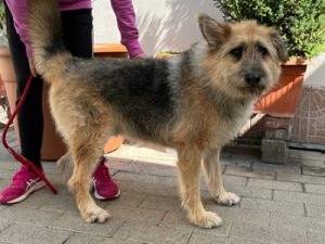 Vuoi adottare un cane a Milano?