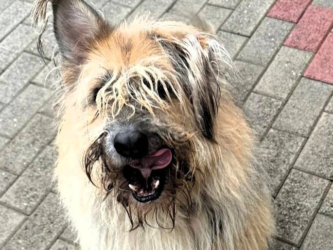 Adotta il cane SPANK a Milano