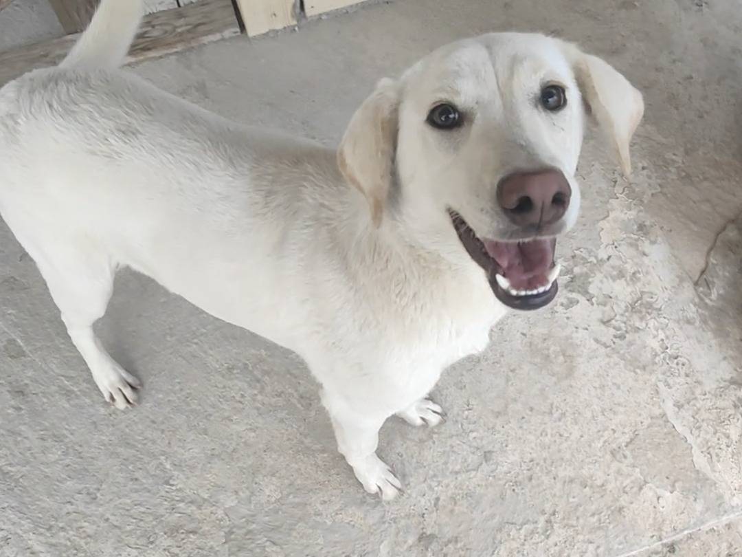 Adotta un cane, taglia media, femmina, Vibo