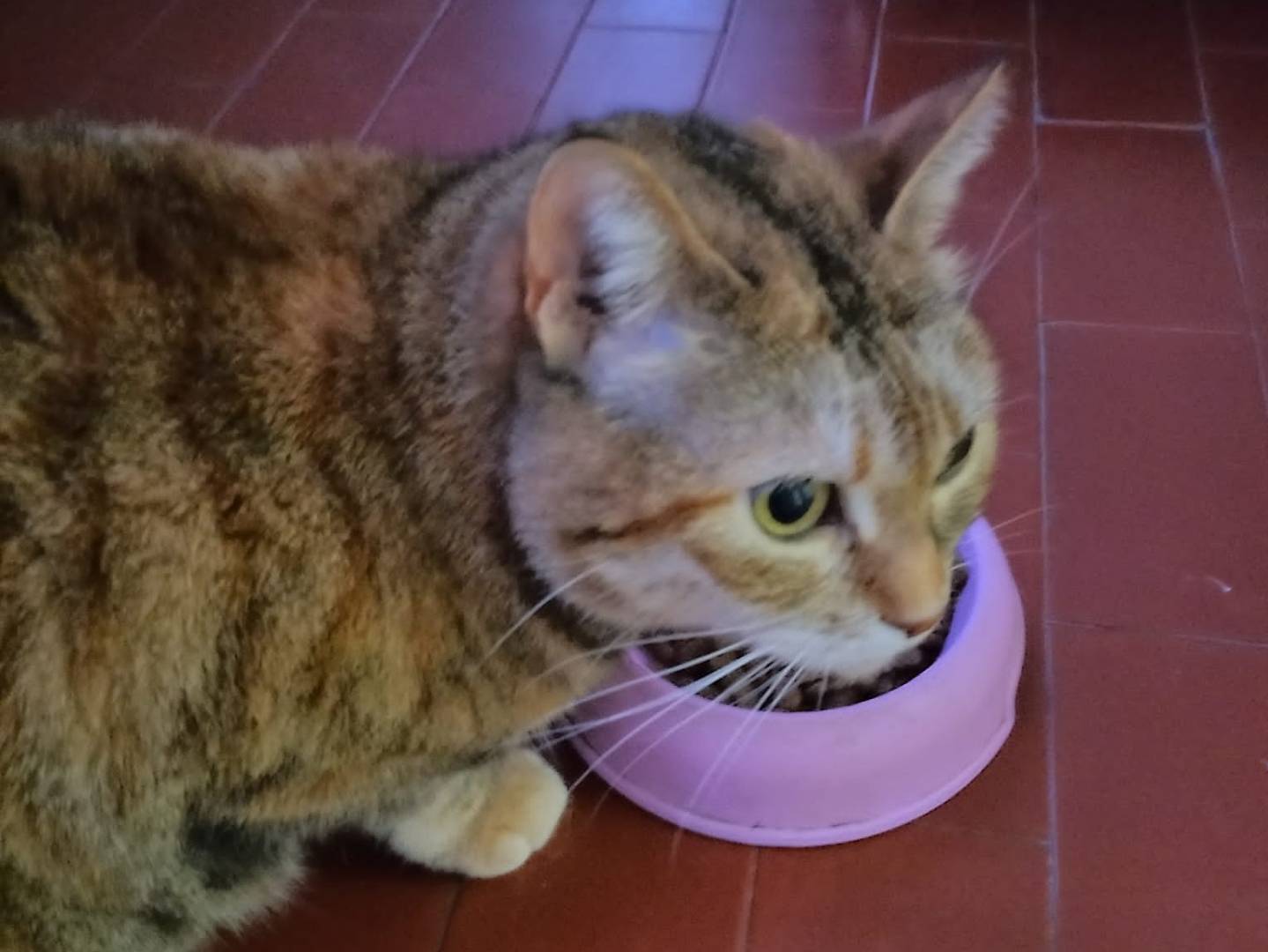 Adozione gatto, femmina, Razza sconosciuta Razza sconosciuta, 12 anni e 1 mese, taglia non valida, Firenze