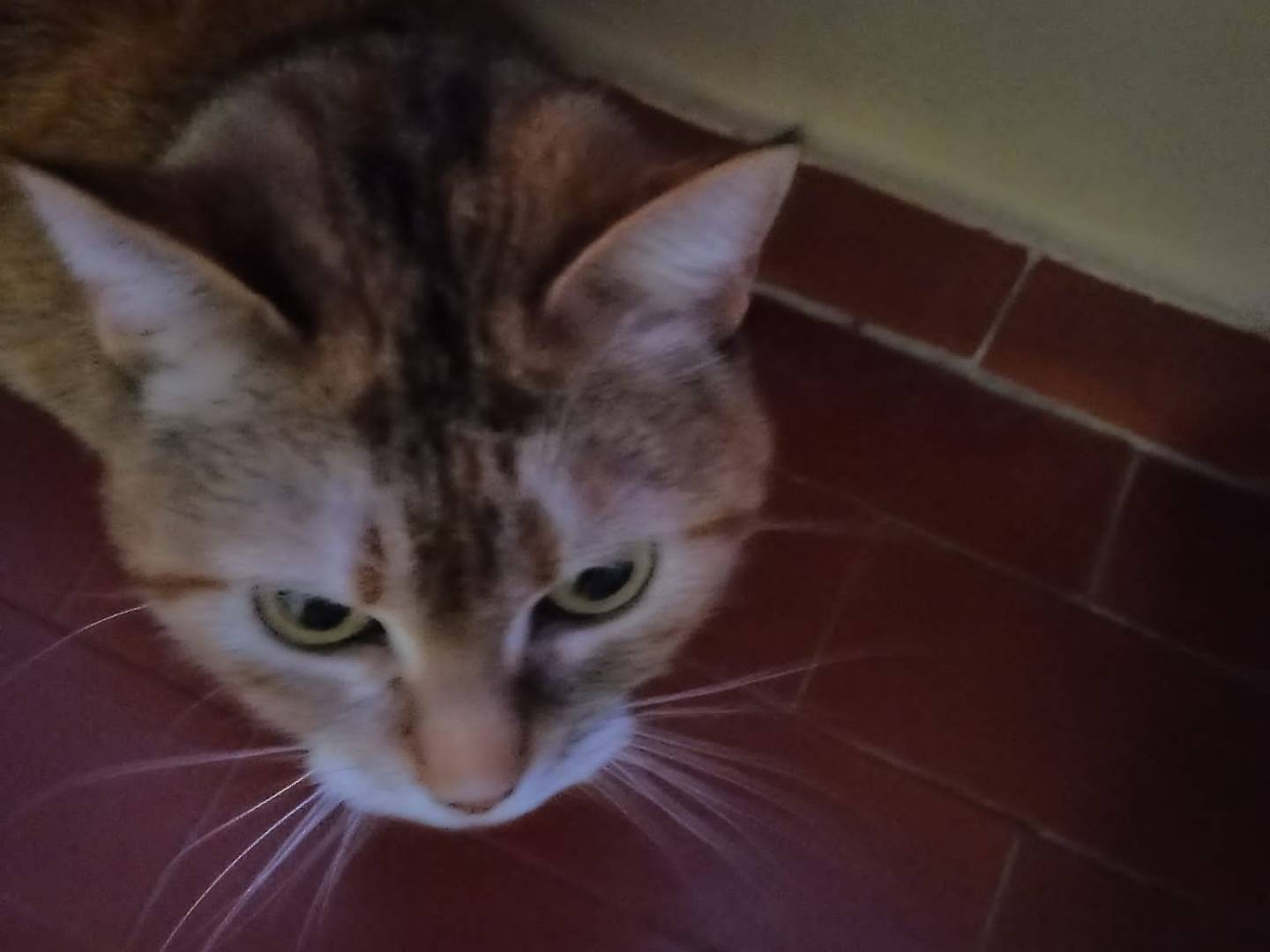 Adotta un gatto, femmina, 12 anni e 1 mese, Firenze