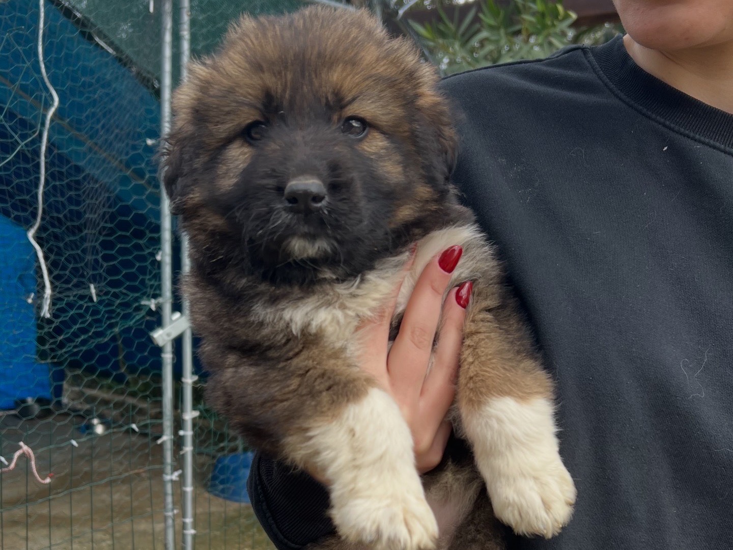 Adozione cane, femmina, Razza sconosciuta Razza sconosciuta, 1 mesi, taglia grande, Siracusa