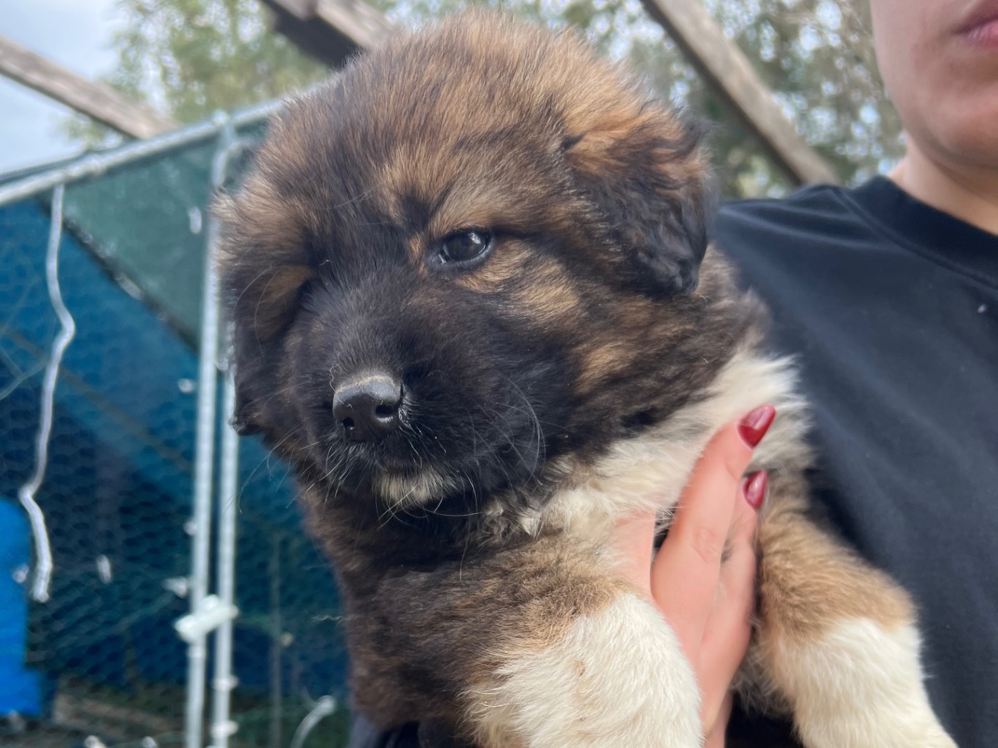 Adotta un cane, taglia grande, femmina, Siracusa