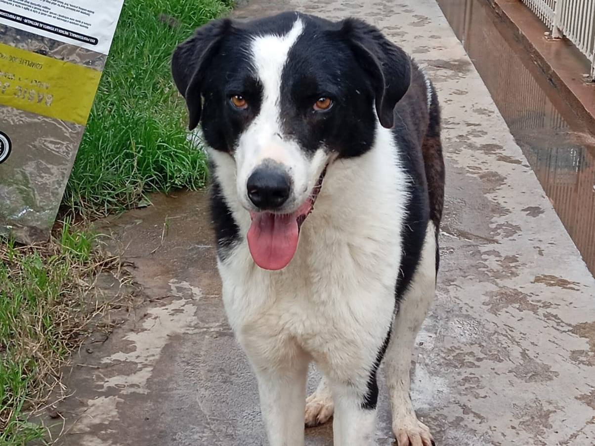 Adotta un cane, maschio, 4 anni e 1 mese, Caserta