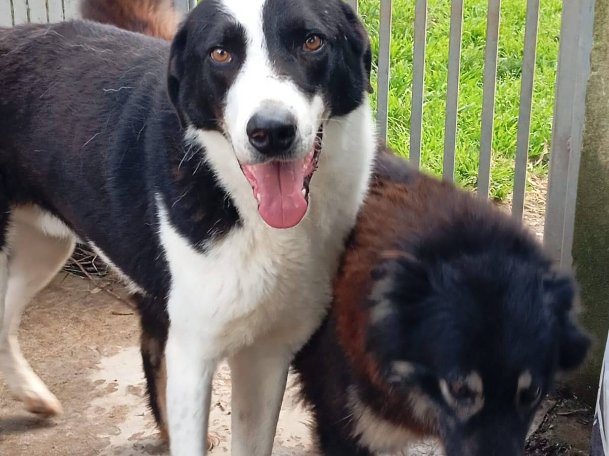 Vuoi adottare un cane a Caserta?