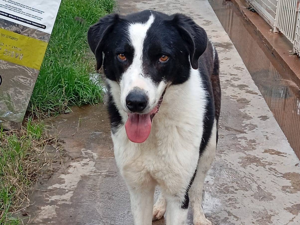 Adotta il cane Orsetto a Caserta