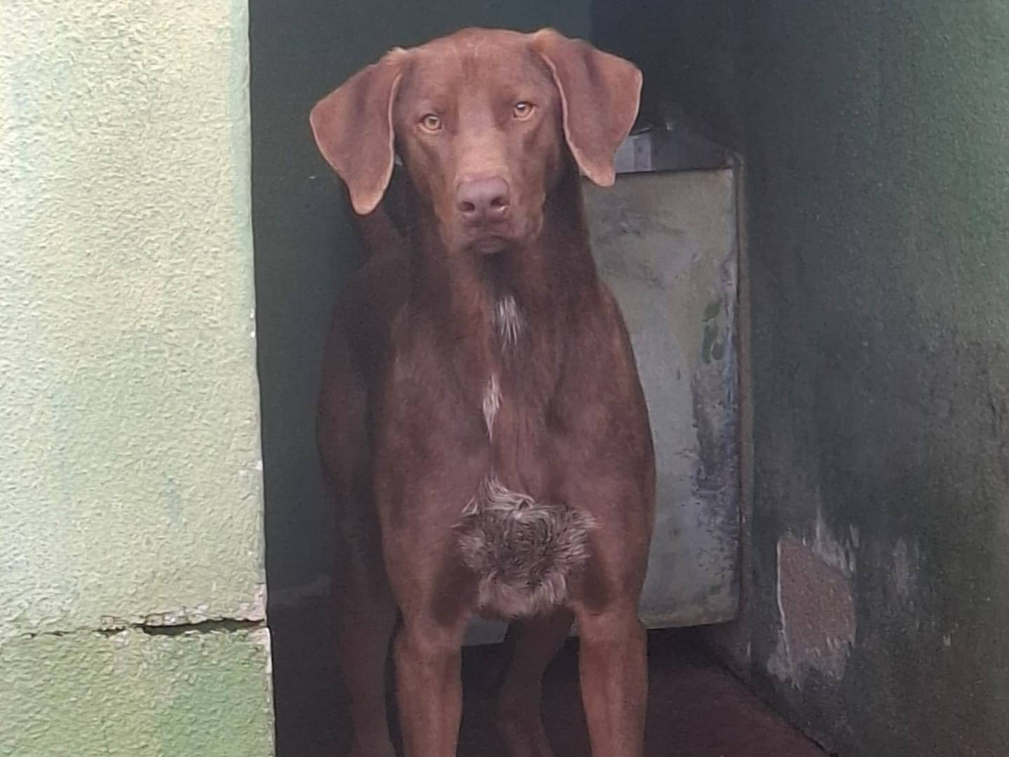Adozione cane, maschio, Bracco Razza sconosciuta, 1 anno e 2 mesi, taglia media, Caserta