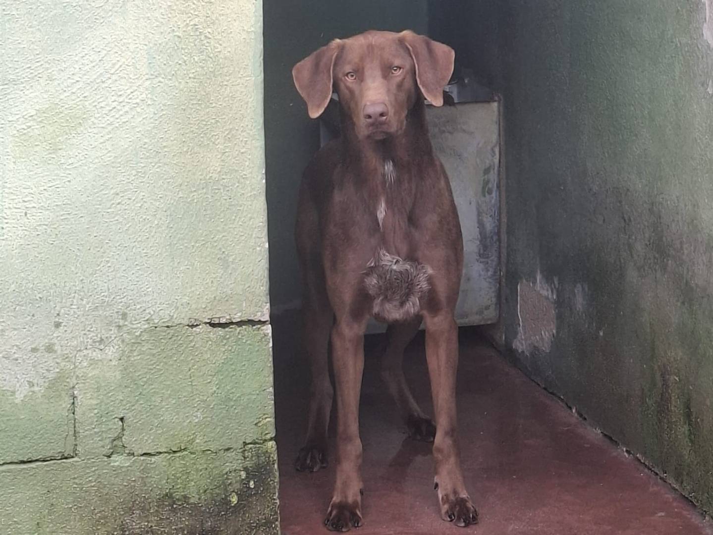 Adotta un cane, maschio, 1 anno e 2 mesi, Caserta