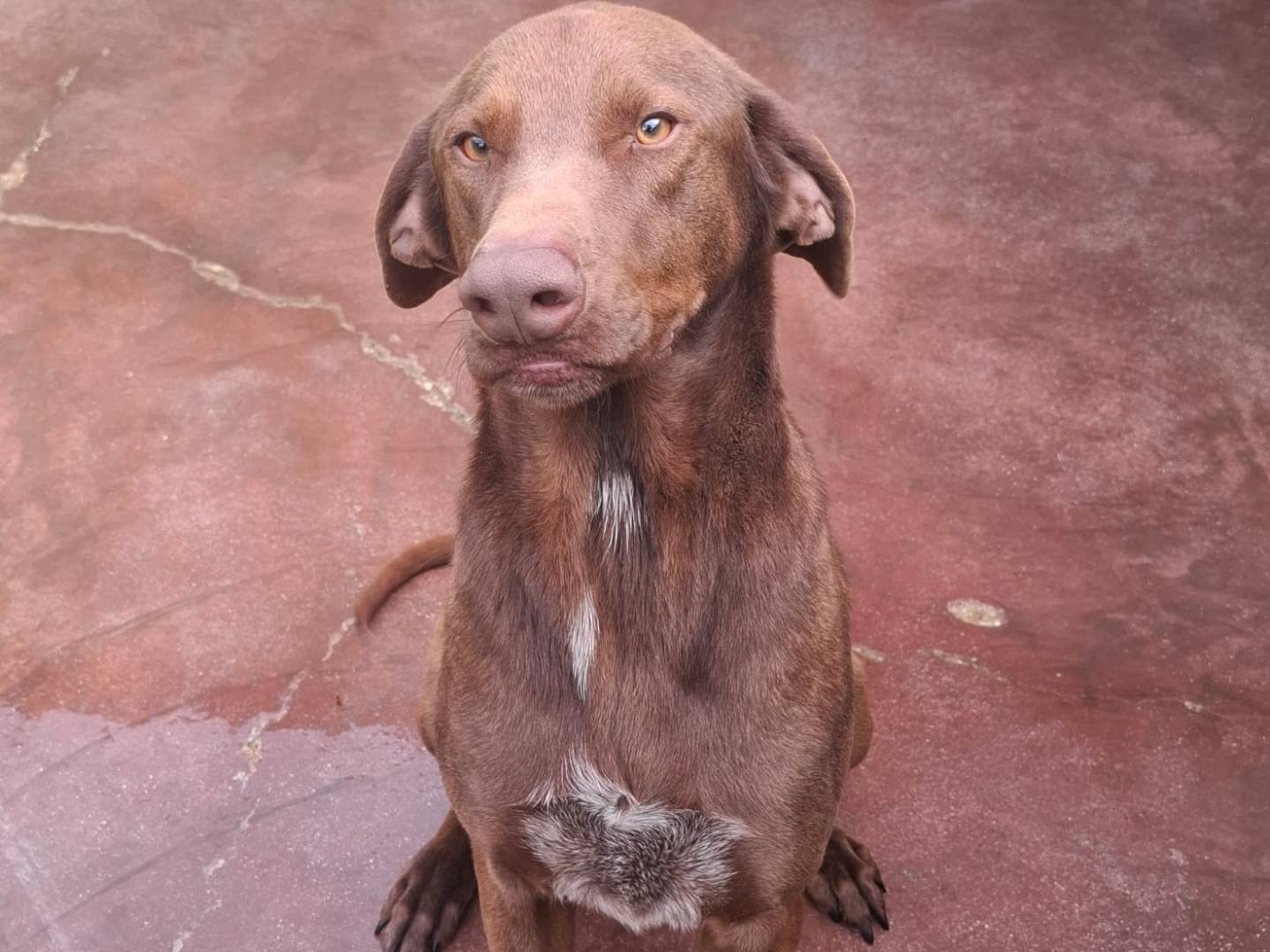 Vuoi adottare un cane a Caserta?