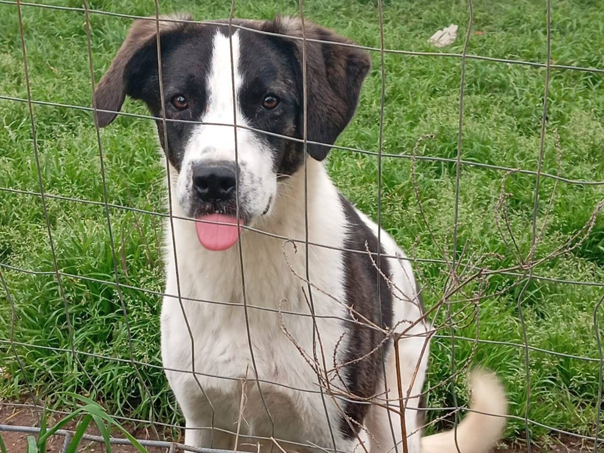 Adozione cane, maschio, Razza sconosciuta Razza sconosciuta, 1 anno e 1 mese, taglia media, Caserta