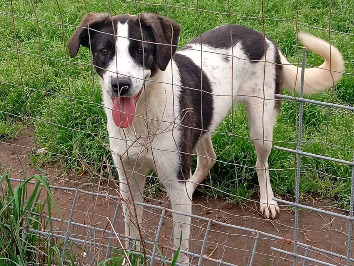 Adotta un cane, taglia media, maschio, Caserta