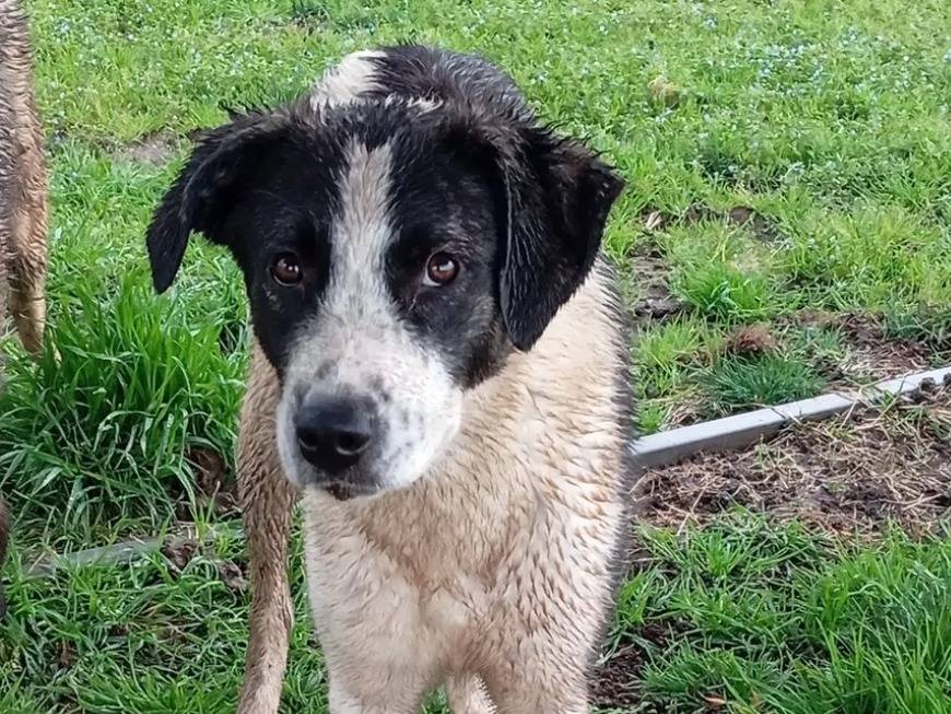 Vuoi adottare un cane a Caserta?