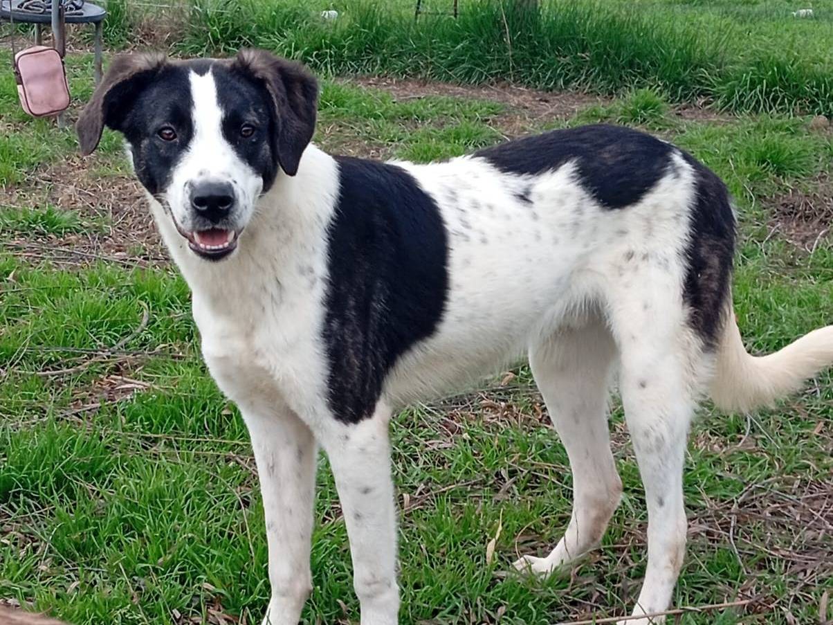 Adotta il cane Snoopy a Caserta