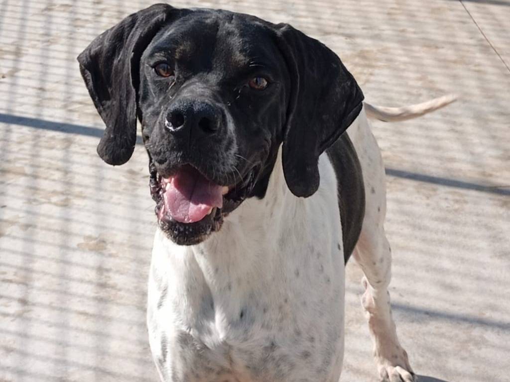 Adotta un cane, maschio, 2 anni, Caserta