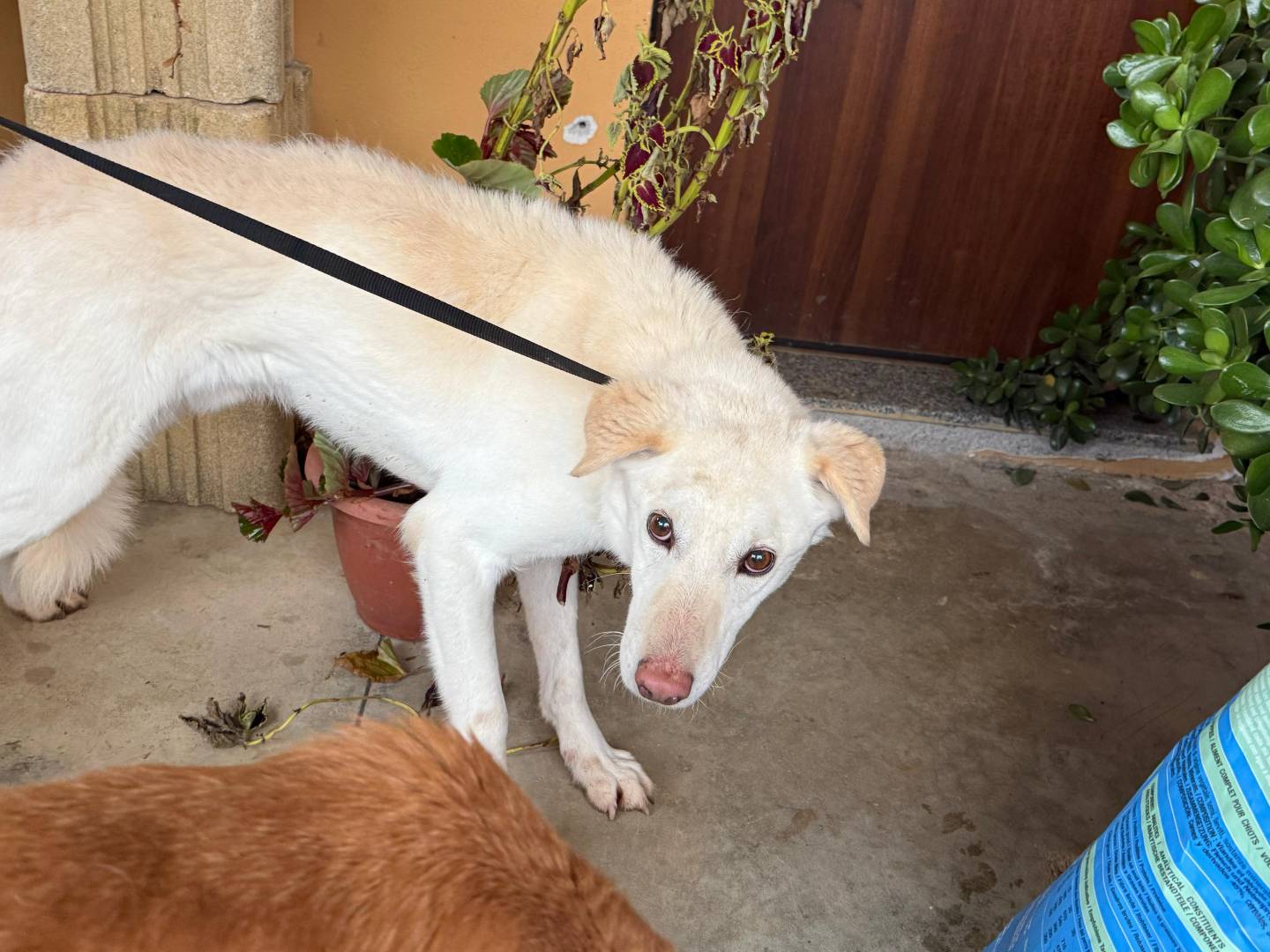 Adozione cane, maschio, Razza sconosciuta Razza sconosciuta, 8 anni, taglia grande, Cosenza