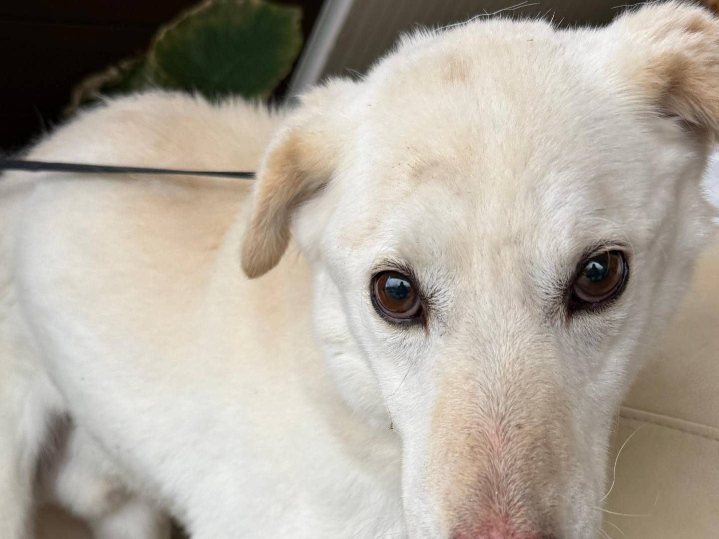 Adotta un cane, taglia grande, maschio, Cosenza