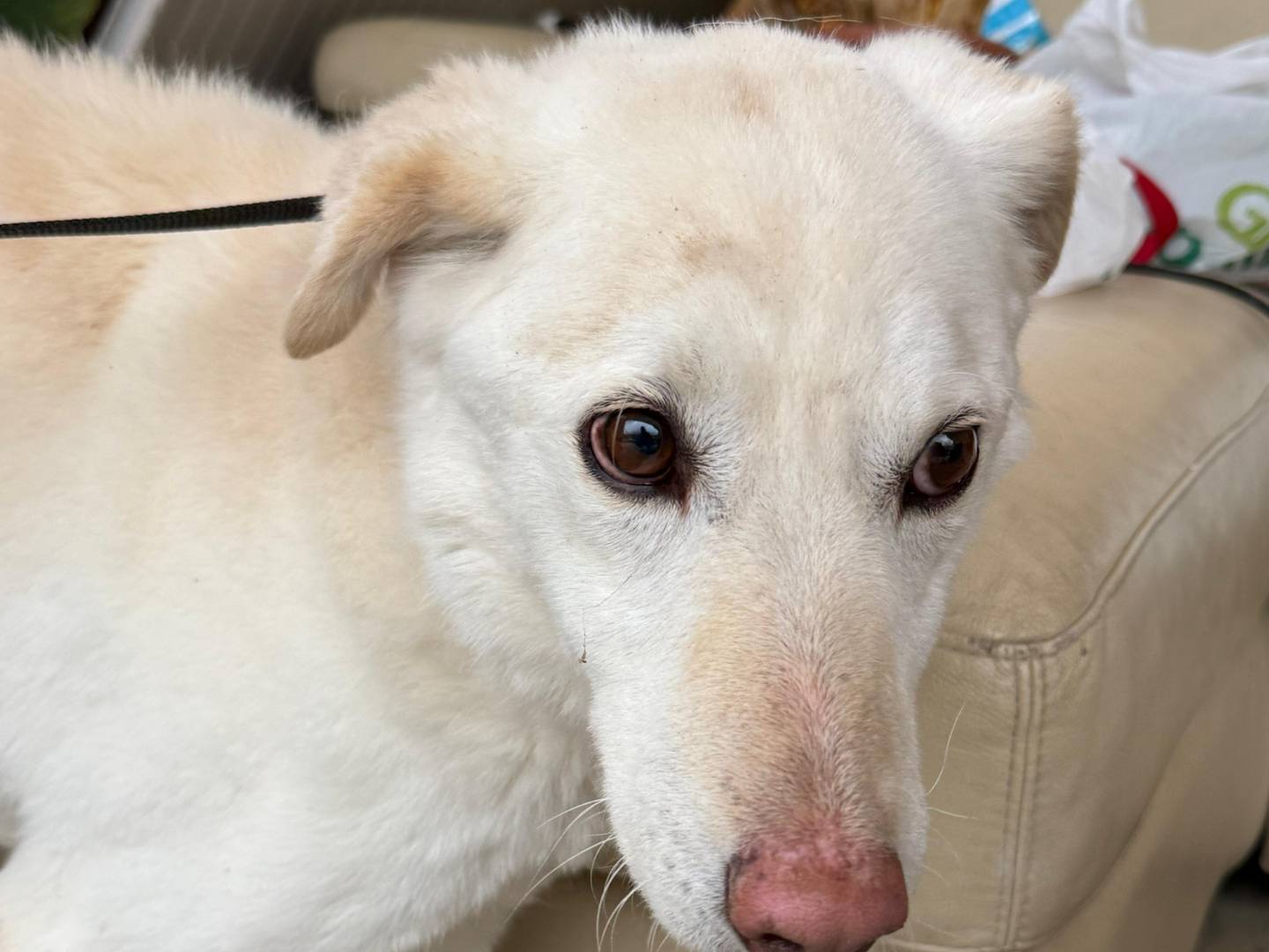 Vuoi adottare un cane a Cosenza?