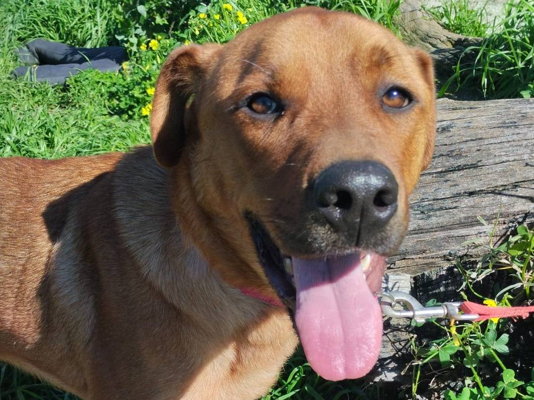 Adozione cane, maschio, Razza sconosciuta Razza sconosciuta, 1 anno, taglia media, Milano