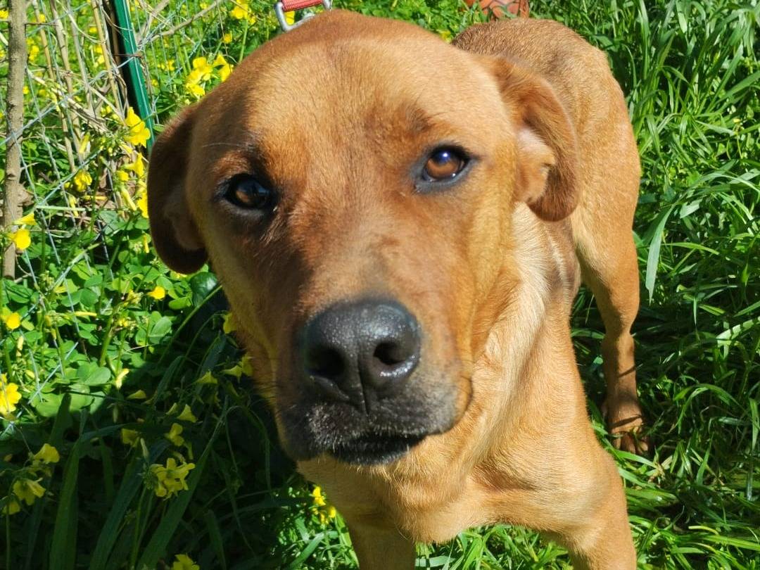 Adotta un cane, taglia media, maschio, Milano