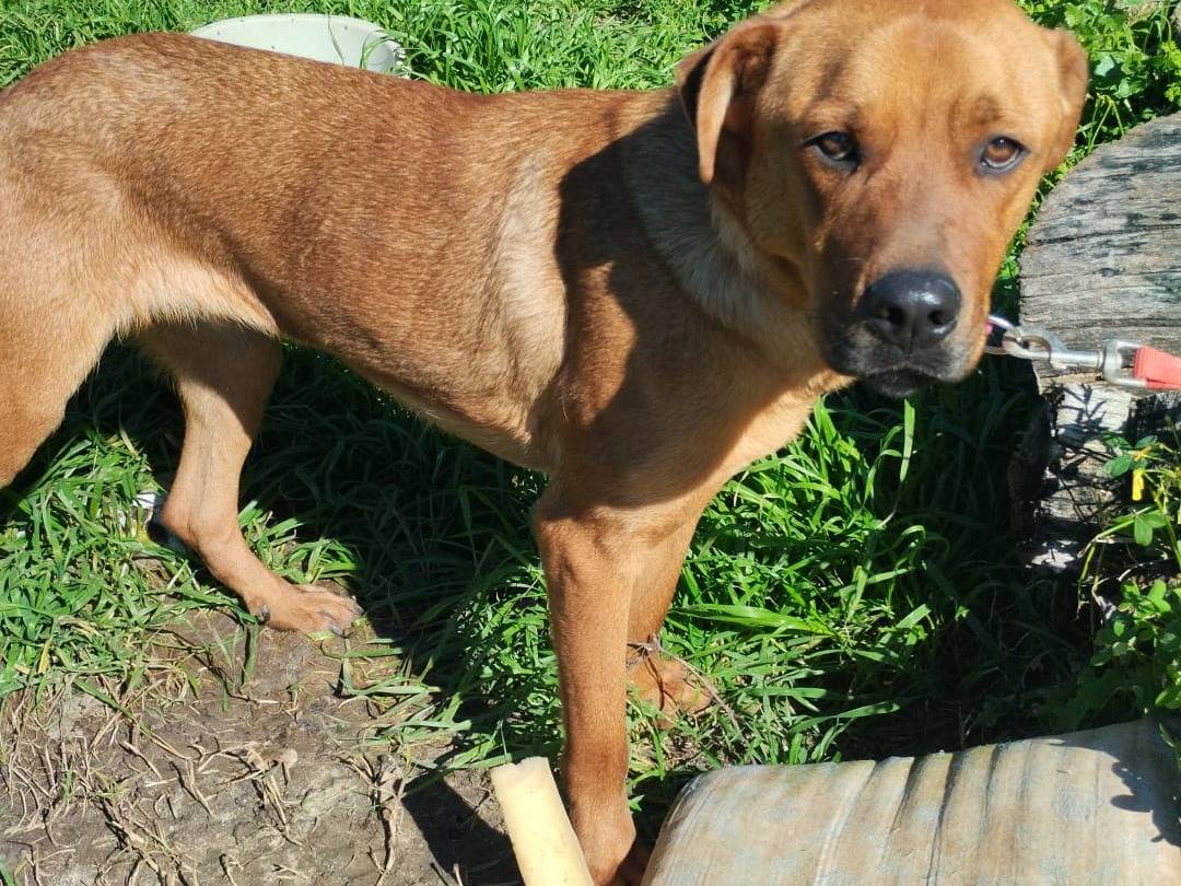 Vuoi adottare un cane a Milano?