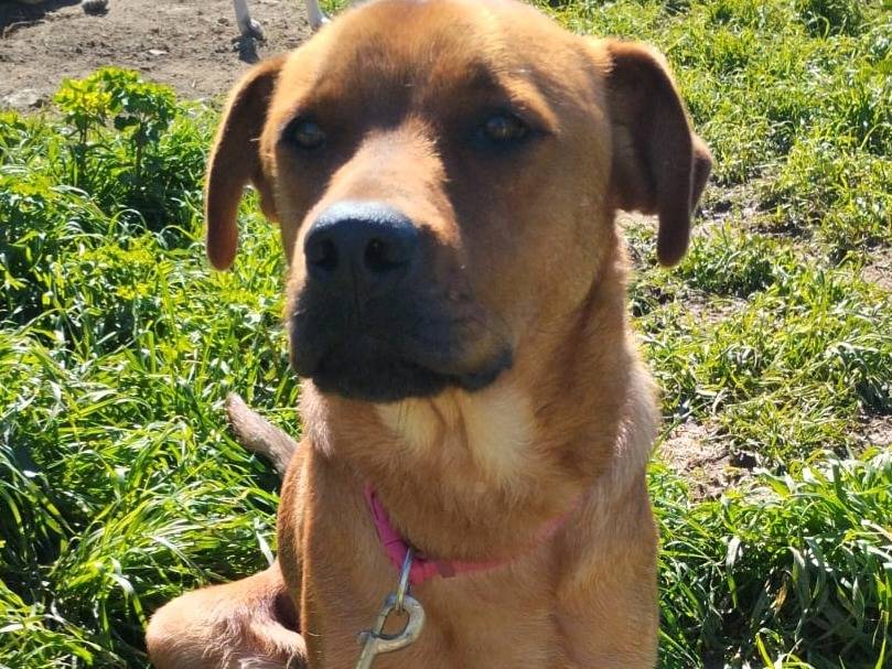 Adotta il cane SIMONA ASPETTA UNA MAMMA  a Milano