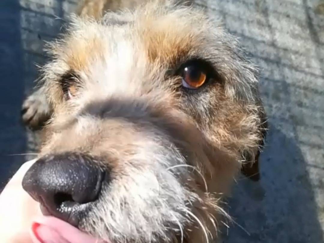 Adotta un cane, femmina, 1 anno, Varese