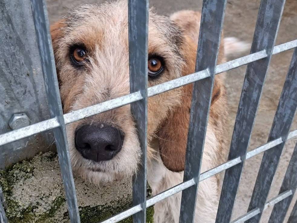 Vuoi adottare un cane a Varese?