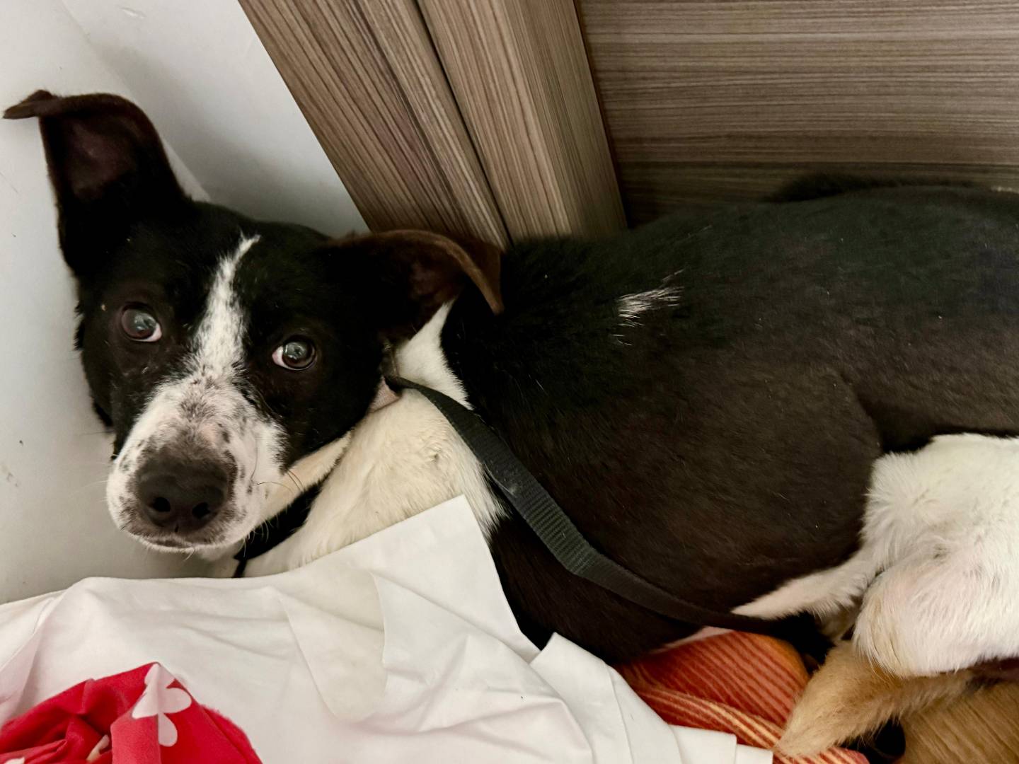 Adotta un cane, femmina, 5 anni e 11 mesi, Cosenza