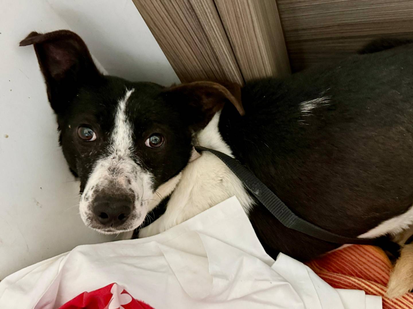 Adozione cane, femmina, Razza sconosciuta Razza sconosciuta, 5 anni e 11 mesi, taglia media, Cosenza