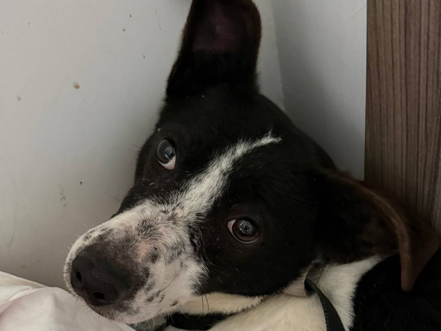 Adotta un cane, taglia media, femmina, Cosenza