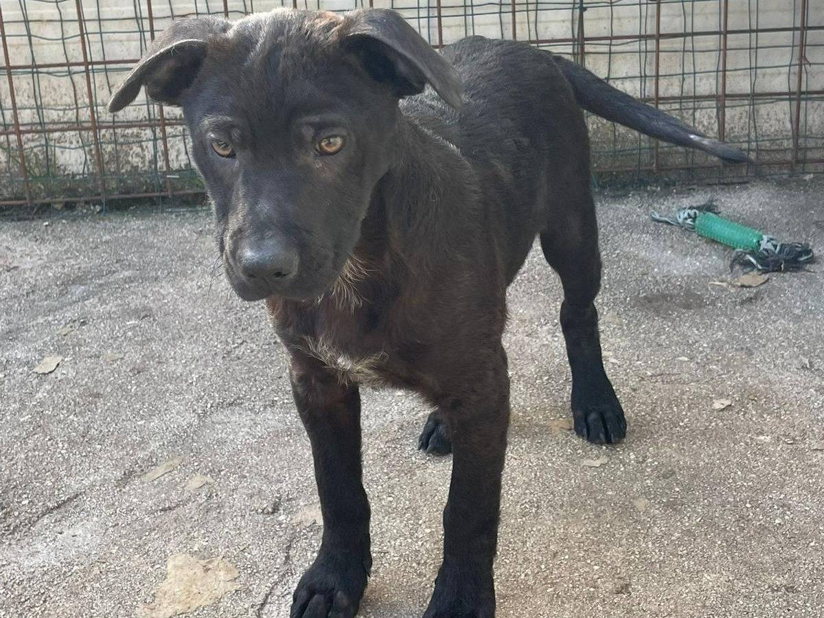 Adozione cane, maschio, Razza sconosciuta Razza sconosciuta, 3 mesi, taglia media, Frosinone