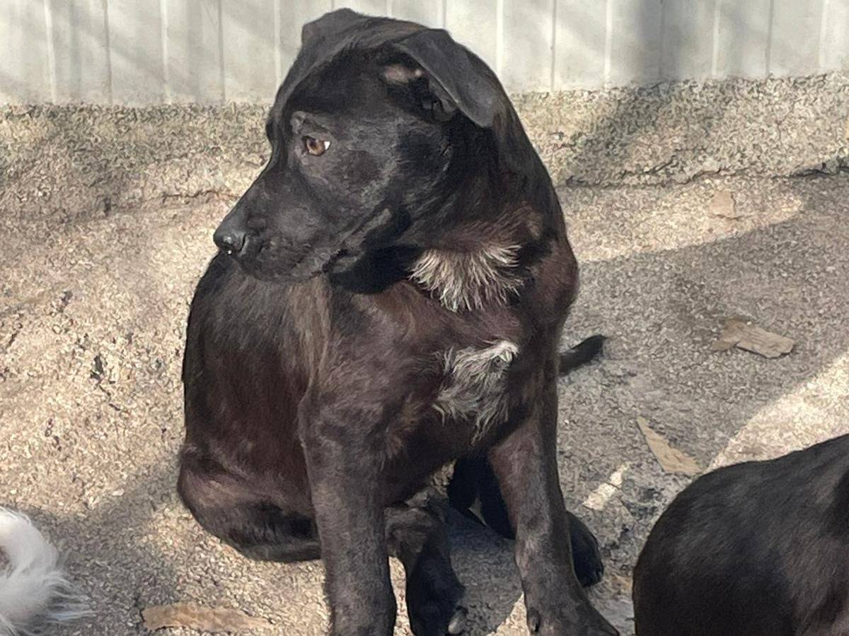 Adotta un cane, maschio, 3 mesi, Frosinone