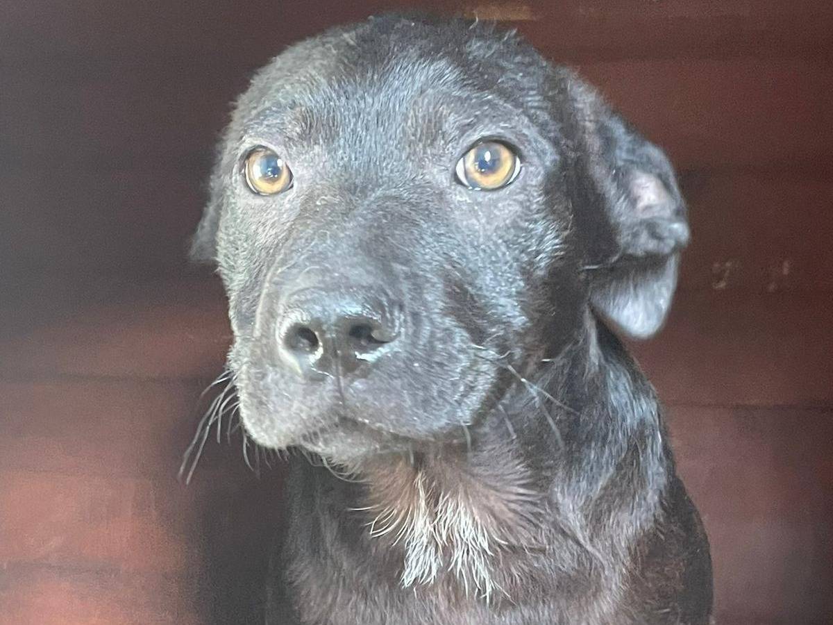 Adotta un cane, taglia media, maschio, Frosinone