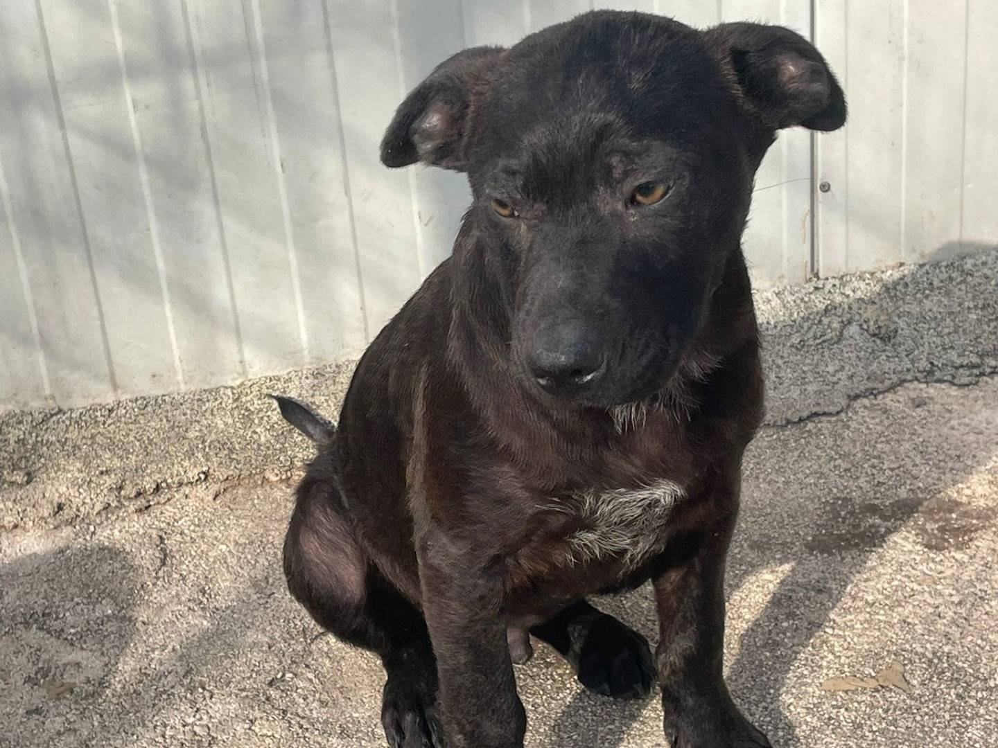 Vuoi adottare un cane a Frosinone?