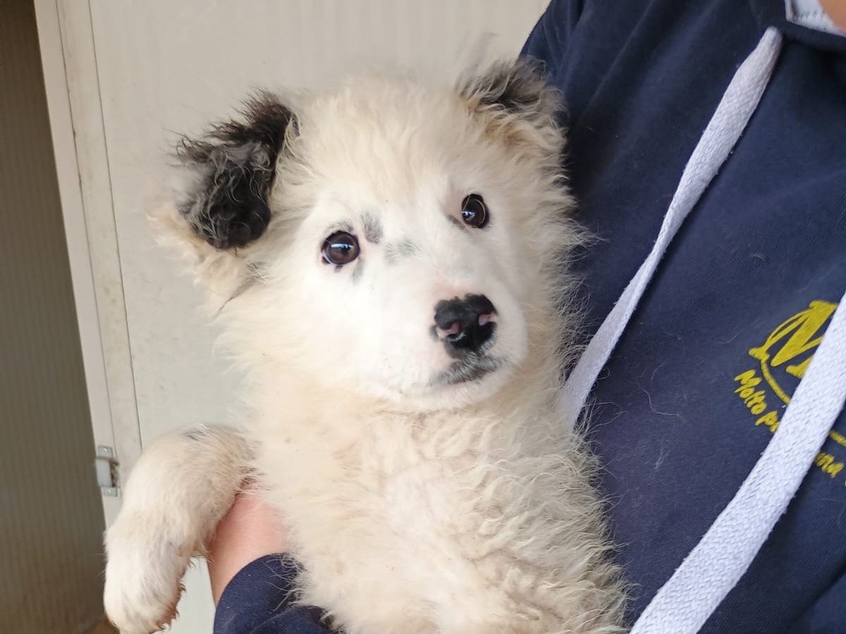 Adozione cane, maschio, Razza sconosciuta Razza sconosciuta, 3 mesi, taglia grande, Caserta