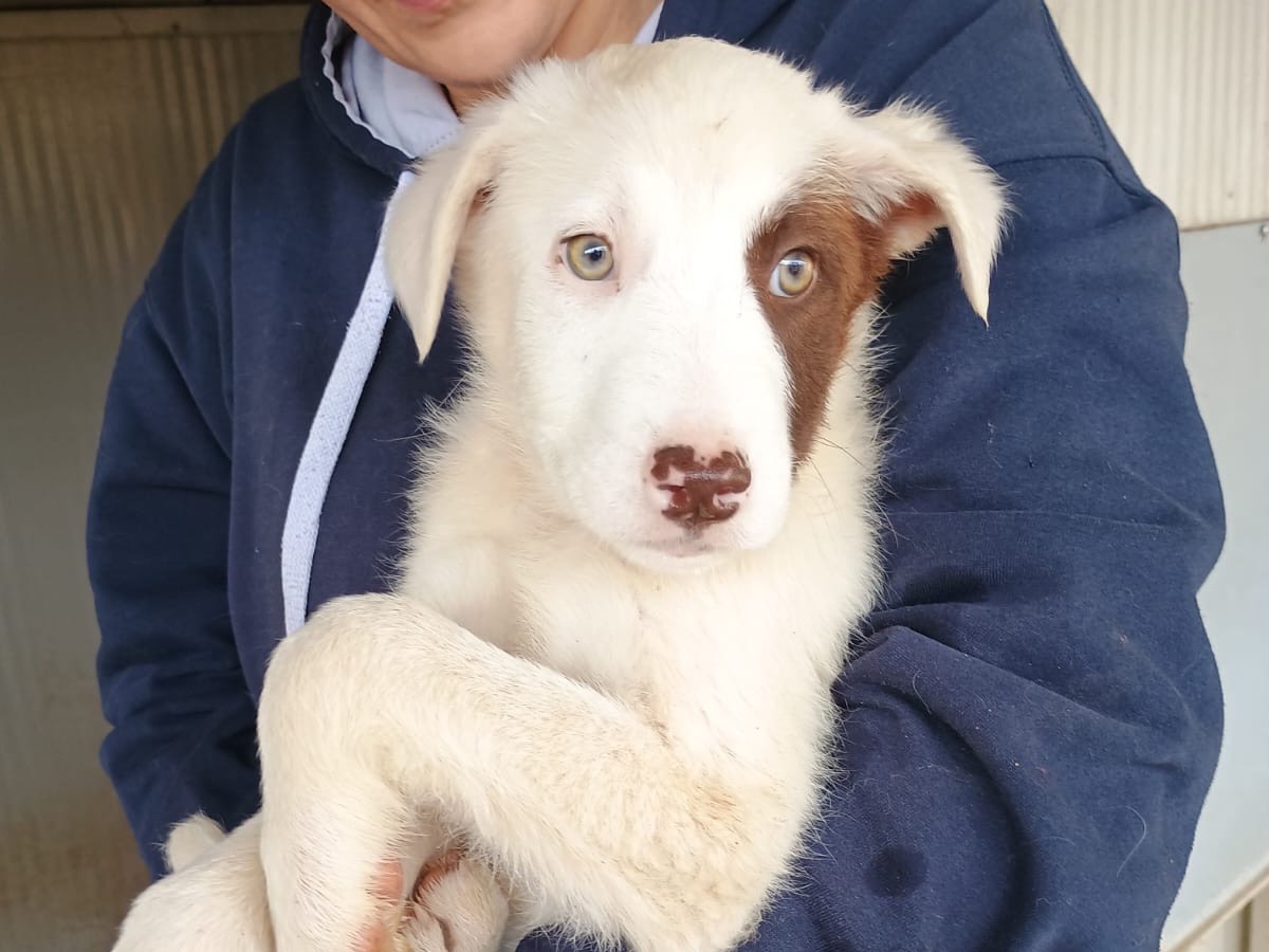Adozione cane, maschio, Razza sconosciuta Razza sconosciuta, 3 mesi, taglia grande, Caserta