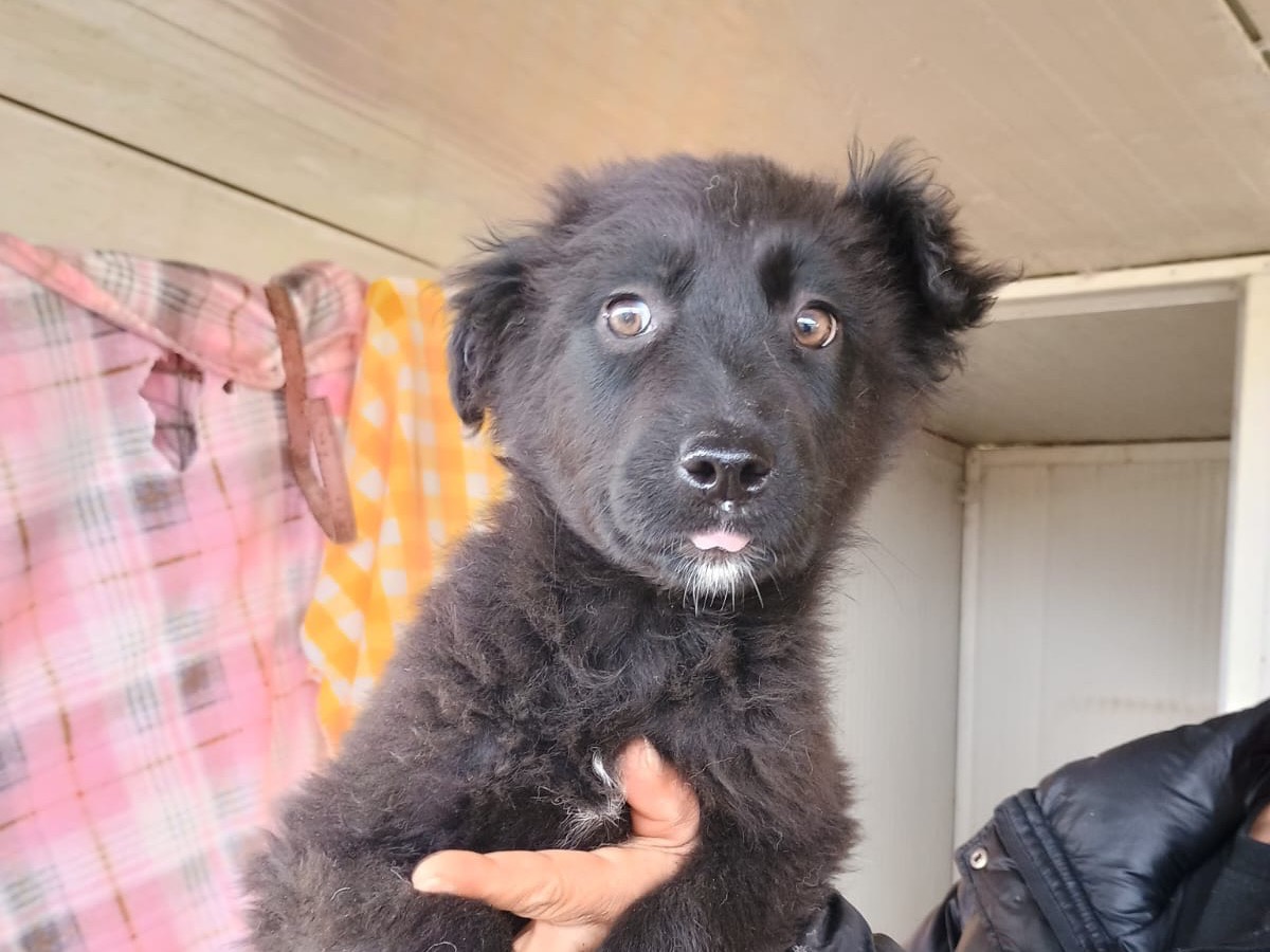 Adozione cane, femmina, Razza sconosciuta Razza sconosciuta, 3 mesi, taglia grande, Caserta